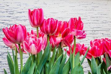 Fototapeta na wymiar Tulips in front of a white brick wall