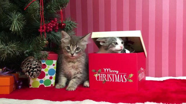 Two Kittens pop out of christmas present next to kitten by tree then start playing