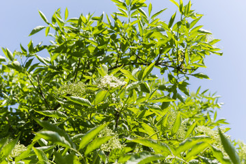 Obraz premium White elderberry flowers with green leaves