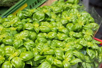 Fresh green basil at the farm market