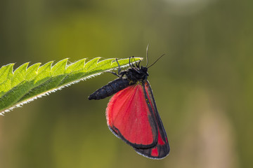 Cinnabar moth (Tyria jacobaeae)