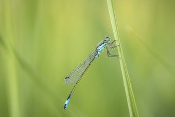 blue-tailed damselfly Ischnura elegans