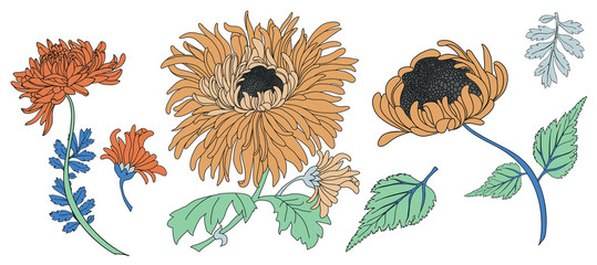 chrysanthemum vector element pack