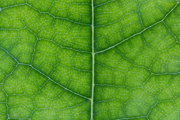 Abstract leaf texture for background