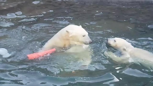 Polar bears playing in the water