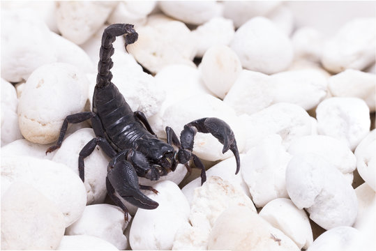 Heterometrus longimanus back scorpion.Emperor Scorpion, Pandinus