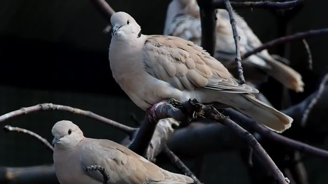 Doves on a branch
