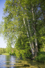 Fototapeta na wymiar Birch tree overgrown with slime on a pond. A beautiful peaceful rural landscape. Big tree by the lake.