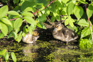Little duckling hiding in the leaves shore mudflats of the pond. Baby wild ducks. Children animals in their natural environment.
