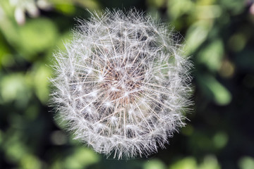 White dandelion flower with seeds, nature blossoms in the spring in parks and gardens.
