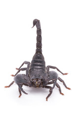 Heterometrus longimanus back scorpion.Emperor Scorpion, Pandinus