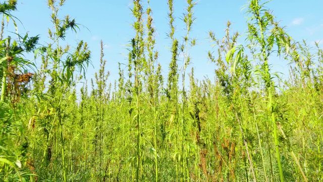 camera moves into a marijuana cannabis field plantation walks point of view pov steadicam shot industrial hemp