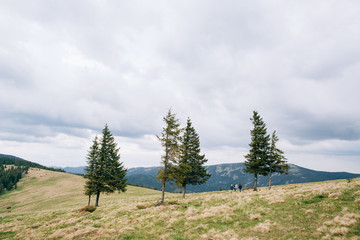 Pine trees on mountain. Carpathian mountains