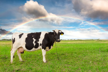 Fototapeta na wymiar Cow on a green grass field.