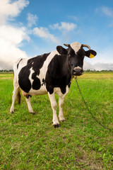 Naklejka na ściany i meble Cow on a green grass field.