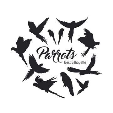 Parrot silhouette on the white background
