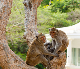 Monkey on tree