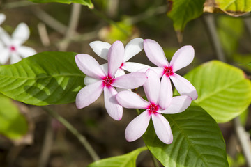 Obraz premium Kopsia fruticosa (Kopsia fruticosa (Kerr) A. DC.)