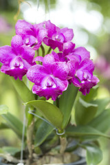 Pink orchids in the garden