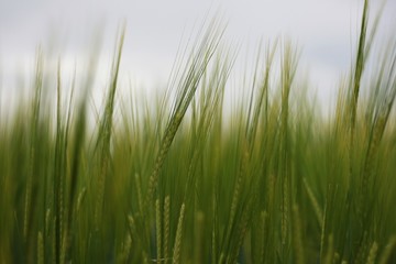 Ears of young barley field