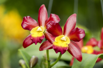 Fototapeta na wymiar Red orchids in the garden.