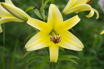 lily flower