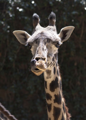 Naklejka na ściany i meble Portrait of a giraffe close up. Face wild giraffe chewing of some plants. 