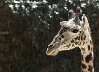Portrait of a giraffe close up. Face wild giraffe chewing of some plants. 
