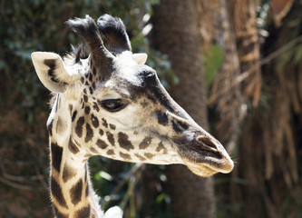 Portrait of a giraffe close up. Face wild giraffe chewing of some plants. 