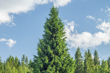 spruce forest of blue sky