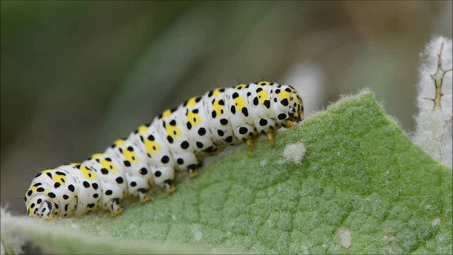 The mullein moth (Cucullia verbasci) caterpillar on foodplant. Brightly coloured larva in family Noctuidae on great mullein (Verbascum thapsus)