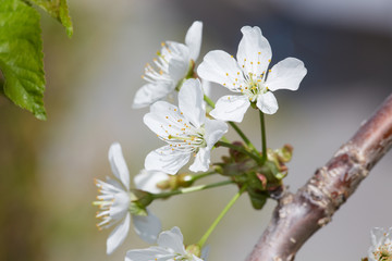 Cherry blossom.