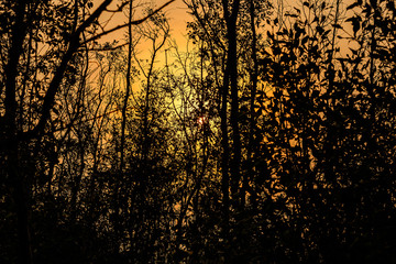 sunset with orange  behind some coniferous trees