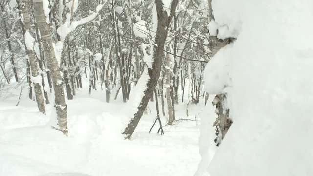 Snowboarder Riding His Snowboard Through Deep Powder in White Birch Tree Forest During Winter in Niseko, Hokkaido, Japan