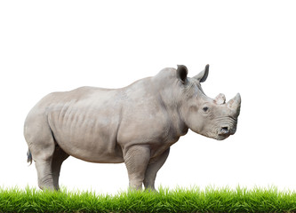Fototapeta premium white rhinoceros, square-lipped rhinoceros isolated