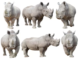 Papier Peint photo Lavable Rhinocéros rhinocéros blanc, rhinocéros à lèvres carrées isolé