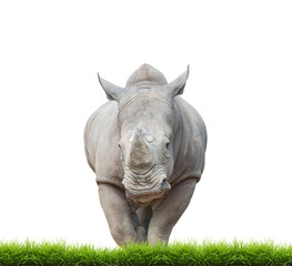rhinocéros blanc, rhinocéros à lèvres carrées isolé
