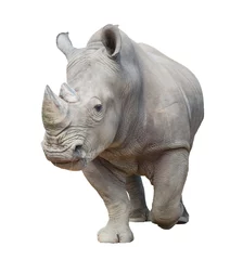 Papier Peint photo Lavable Rhinocéros rhinocéros blanc isolé