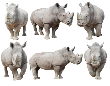 white rhinoceros, square-lipped rhinoceros isolated