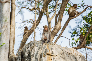 Monkey on tree