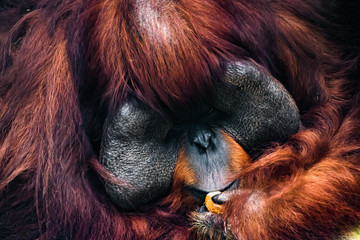 orangutan eat egg  © tocamarine