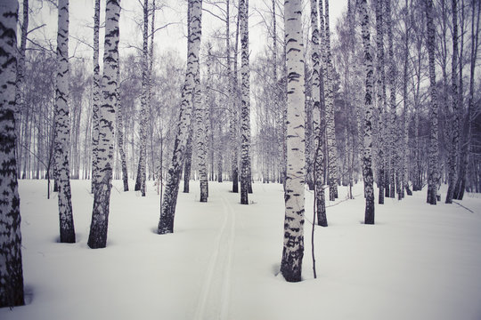 One set of ski tracks through snowy forest