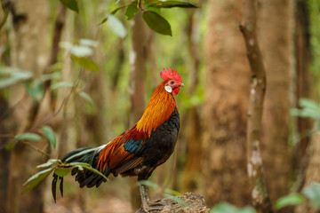 Wild Rooster