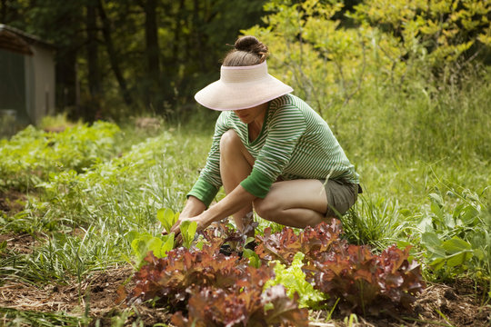Woman planting lettuce in garden