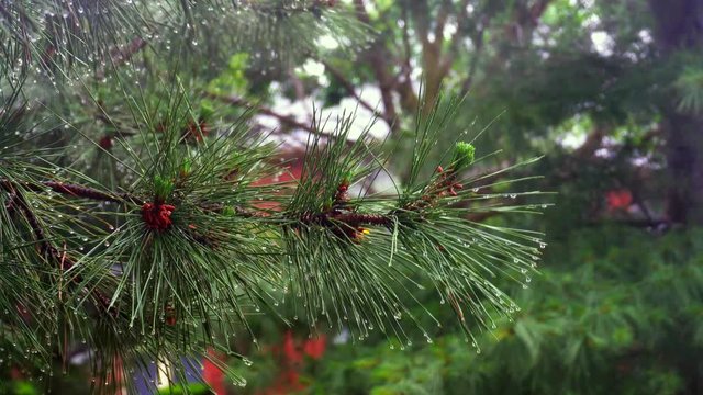 Trees In Heavy Rain heavy rain Thuja tree
