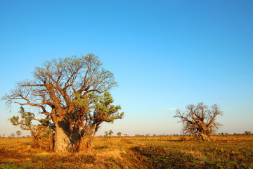 Baobab Tree, Kimberley, Australia
