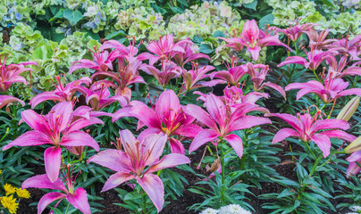 lilly flower in the garden