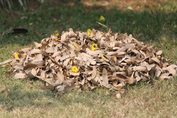 pile of dry leaves on the lawn in the backyard.