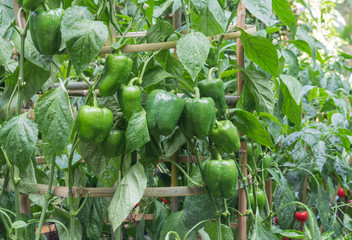 pepper in the garden