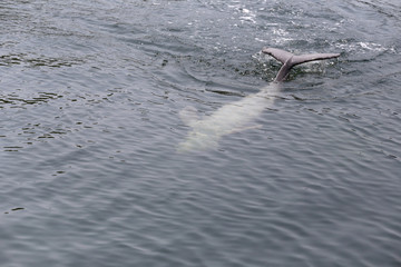Fototapeta premium Dolphins is swimming water in the sea.